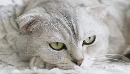 GGBET官方网站-句号杨戬一技能回头被追击集火，狼队一波团战一换三